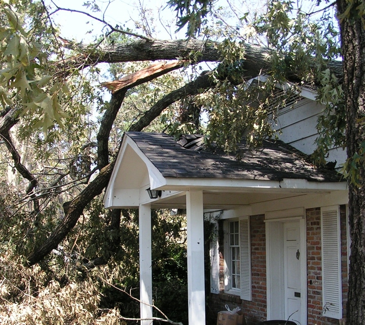 House Tree Damage